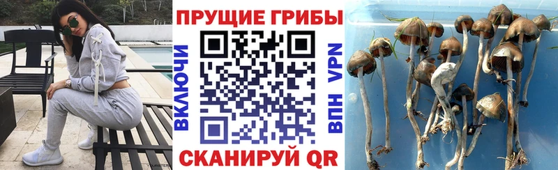 цены наркотик Гусиноозёрск Галлюциногенные грибы Psilocybe